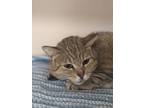 Adopt Molly a Gray or Blue Domestic Shorthair / Domestic Shorthair / Mixed cat
