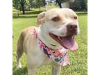 Adopt Pinky a White Mixed Breed (Large) / Mixed dog in Austin, TX (41416387)