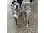 Adopt Aithana a Gray/Blue/Silver/Salt & Pepper Great Dane / Mixed dog in