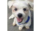 Adopt Benny a White - with Tan, Yellow or Fawn Shih Tzu / Mixed dog in Santa