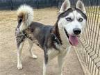 Adopt NALA a Black Siberian Husky / Mixed dog in Tustin, CA (41357989)