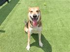 Adopt KENO a Black German Shepherd Dog / Mixed dog in Tustin, CA (41389597)
