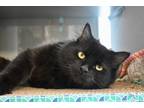Adopt Bear a All Black Domestic Longhair / Domestic Shorthair / Mixed cat in