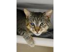 Adopt Mike Wazowski - Foster to Adopt a Brown Tabby Domestic Shorthair / Mixed