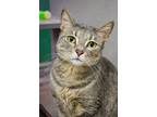 Adopt Amren a Gray or Blue Domestic Shorthair / Domestic Shorthair / Mixed cat