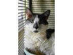 Adopt Dr. Mallard a White Domestic Shorthair / Domestic Shorthair / Mixed cat in