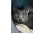 Adopt Tarquin a Gray or Blue Domestic Shorthair / Mixed Breed (Medium) / Mixed