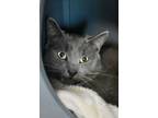 Adopt Tarquin a Gray or Blue Domestic Shorthair / Domestic Shorthair / Mixed cat