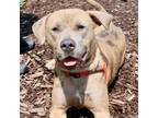 Adopt Nashville a Brown/Chocolate Catahoula Leopard Dog / Mixed dog in Atlanta