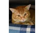 Adopt Geralt of Rivia - Foster to Adopt a Orange or Red Domestic Shorthair /