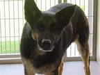 Adopt DAPHNE a Black German Shepherd Dog / Mixed dog in Tustin, CA (41431510)