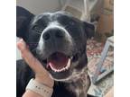 Adopt May a Black Australian Cattle Dog / Mixed Breed (Medium) / Mixed (short