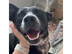 Adopt May a Black Australian Cattle Dog / Mixed dog in Bryan, TX (41301270)