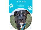 Adopt Max a Black Catahoula Leopard Dog / Terrier (Unknown Type