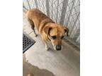 Adopt KELLY a Brindle Mixed Breed (Medium) / Mixed dog in Alvarado