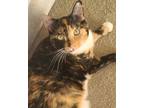 Adopt Love a Calico or Dilute Calico Calico / Mixed (short coat) cat in