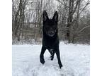 Adopt Koda a Black - with Gray or Silver German Shepherd Dog / Mixed dog in