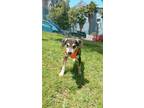 Adopt Dante a Brown/Chocolate - with Black Mixed Breed (Medium) / Mixed dog in