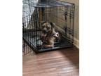 Adopt Lani a Brindle Terrier (Unknown Type, Small) / Mixed dog in Decatur