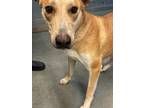 Adopt 55898970 a Tan/Yellow/Fawn Carolina Dog / Mixed dog in Los Lunas