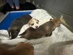 Adopt 55898998 a Brown/Chocolate Carolina Dog / Mixed dog in Los Lunas