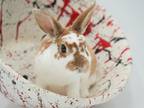 Adopt Munch a Chocolate Rex / American / Mixed rabbit in Bowling Green