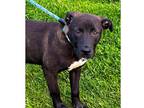 Adopt Nola a Black Mixed Breed (Large) / Mixed dog in Dubuque, IA (41435163)