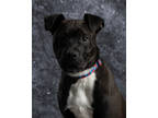 Adopt Bo a Black Mixed Breed (Medium) / Mixed Breed (Medium) / Mixed (short