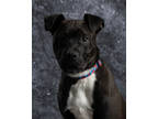 Adopt Bo a Black Mixed Breed (Medium) / Mixed dog in Clinton, IA (40700222)