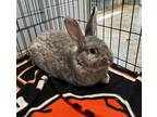 Adopt Gonzo a New Zealand / Mixed rabbit in Castlegar, BC (41434268)