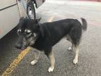 Adopt Poncho a Black German Shepherd Dog / Husky / Mixed dog in Fort Worth