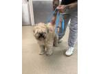 Adopt 55899334 a Tan/Yellow/Fawn Lhasa Apso / Mixed dog in Fort Worth