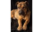 Adopt Beau a Tan/Yellow/Fawn Mastiff / Shepherd (Unknown Type) / Mixed dog in
