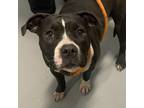 Adopt Nipsy a American Pit Bull Terrier / Mixed dog in Des Moines, IA (41435490)