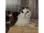 Adopt Danica a Domestic Shorthair / Mixed cat in Des Moines, IA (41430970)