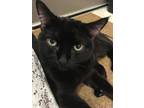 Adopt Fairygodboss Missy a Domestic Shorthair / Mixed (short coat) cat in St.