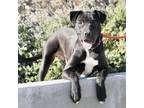 Adopt Rocky a Pit Bull Terrier / Labrador Retriever / Mixed dog in Pomona