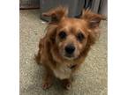 Adopt Rusty* a Spaniel (Unknown Type) / Mixed dog in Pomona, CA (41435482)