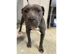 Adopt Sweetie Honey* a Pit Bull Terrier / Mixed dog in Pomona, CA (41435477)