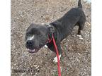 Adopt Benson* a American Pit Bull Terrier / Mixed dog in Pomona, CA (41435476)