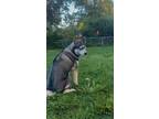 Adopt Ronan a Tricolor (Tan/Brown & Black & White) Husky / Mixed dog in West