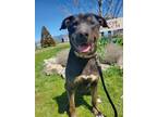 Adopt Rango a Black Labrador Retriever / Mixed dog in Yreka, CA (38699442)