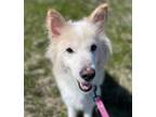 Adopt Honeyboy a Mixed Breed (Medium) / Mixed dog in Sheboygan, WI (41435494)