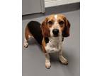 Adopt Rose a Tricolor (Tan/Brown & Black & White) Beagle / Mixed Breed (Small) /