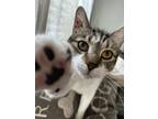 Adopt KLAUS a Tiger Striped American Shorthair / Mixed (short coat) cat in Sun