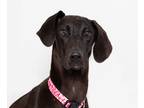 Adopt Calliope a Weimaraner / Mixed dog in San Luis Obispo, CA (41433849)