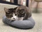 Adopt Catarina a Domestic Shorthair / Mixed cat in Houston, TX (41330620)