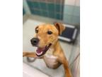 Adopt Tucker a Black Mouth Cur / Mixed dog in Houston, TX (41413391)