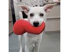 Adopt Rocky a Tan/Yellow/Fawn Mixed Breed (Medium) / Mixed dog in Austin