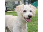 Adopt Teddy a Tan/Yellow/Fawn Poodle (Miniature) / Mixed dog in Waco